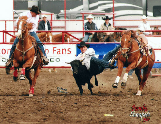 Easy Arrangement (Elsie) - Pro Rodeo Hazing Horse