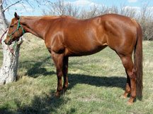 Elsie - barrel & doggin' horse
