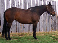 Three Oh's/Duplicate Copy bred mare