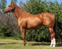 The Signature/Easy Jet bred mare