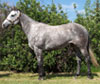 Streakin Joanie - Click for details