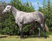 Streakin La Jolla/Princess Of Dash bred mare