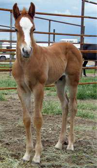 1Y 2010 Foal