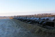 Feedlot - Beierbach Ranch