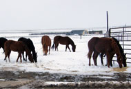 Spring snow at 1 Y