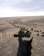 Beierbach Ranch - 1Y Quarter Horses, Maple Creek, SK