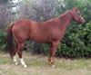 Sorrel Ranch/Rope Horse For Sale