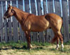William & Donna Beierbach Quarter Horses For Sale