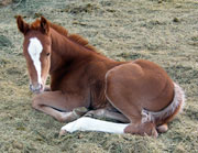 Dr Nick Bar/On A High filly for sale