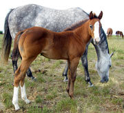 2009 filly by As Good As Nick Gets