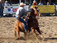 Calf Roping Horse For Sale