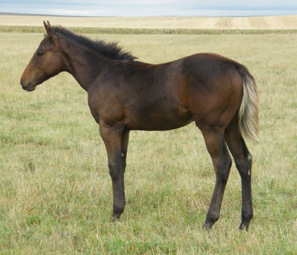 Klue Ta Fame stud colt - out of proven Dash Ta Fame daughter