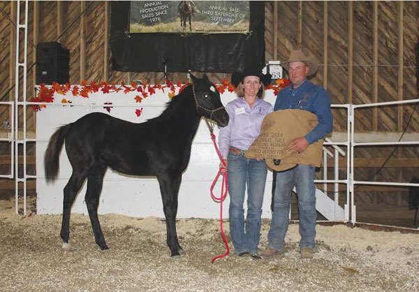 High selling horse - 2014 Cypress Hills Breeder's Sale