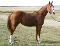 Dr Nick Bar & Signature breeding