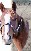 Barrel Horse For Sale