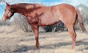 First Down Dash mare for sale