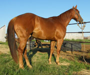 Dash Ta Fame granddaughter for sale