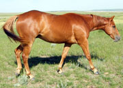 Unleashed/Will Of Motion gelding for sale