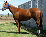 Strawfly Special/Merridoc mare for sale