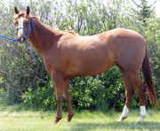Running bred mare for sale