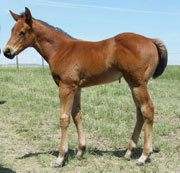 1 Y Quarter Horses - 2009 filly for sale