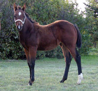 Ninety Nine Goldmine filly for sale